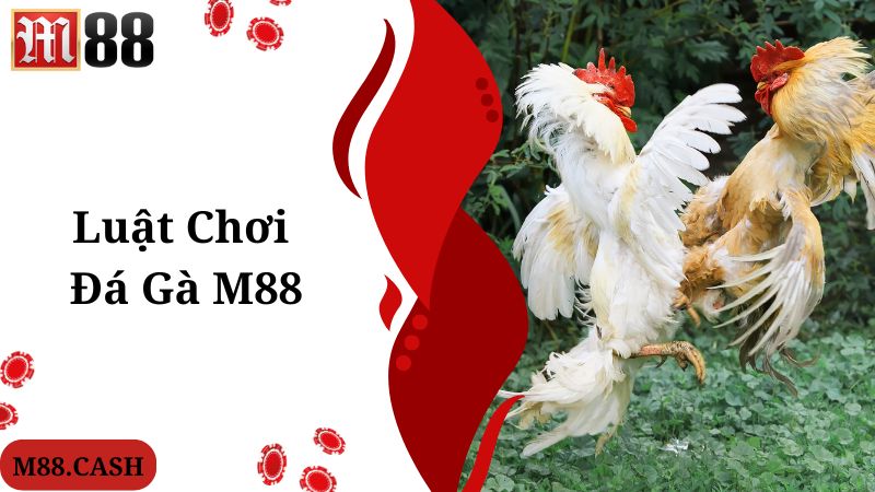 Luật chơi chung người hội viên cần biết khi tham gia M88 đá gà