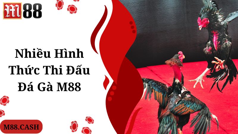 M88 đá gà cung cấp nhiều hình thức thi đấu để bạn lựa chọn